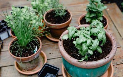 The Best Home Gardens Of 2022