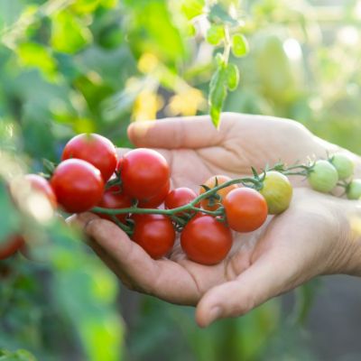 DIY Kitchen Garden