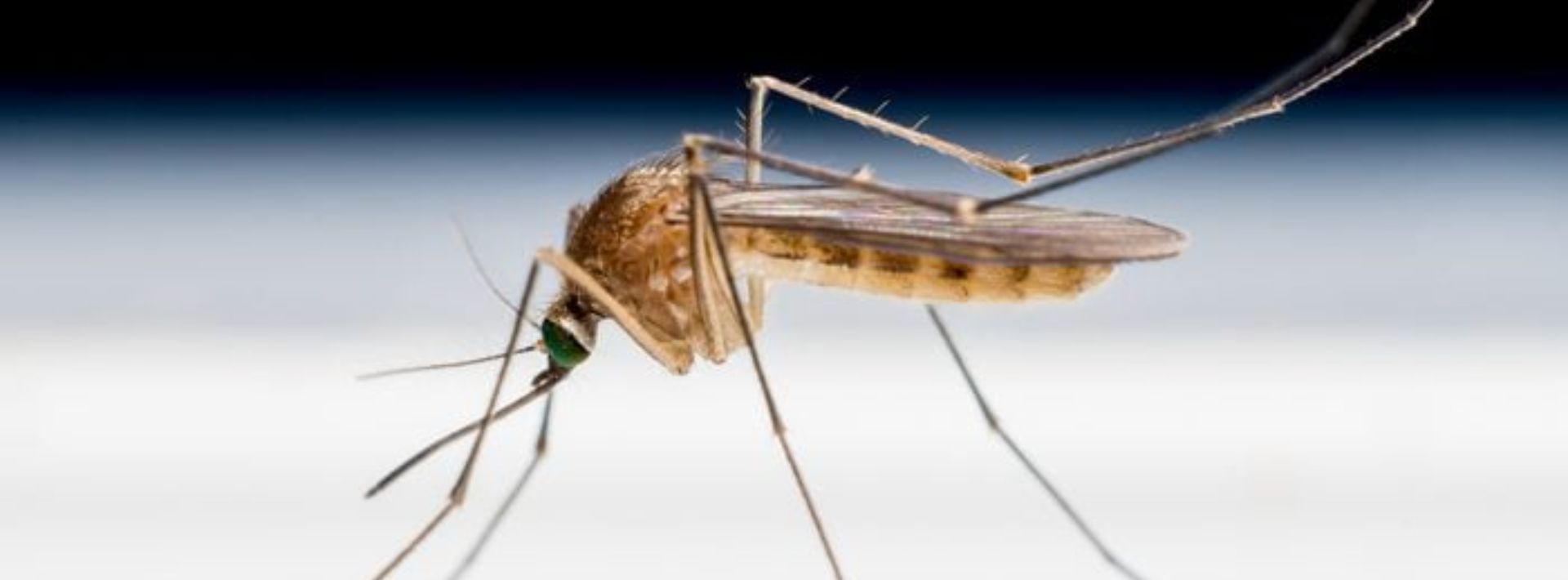 Bad News For Mosquitoes